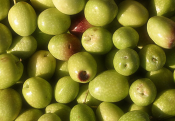 Zeytin