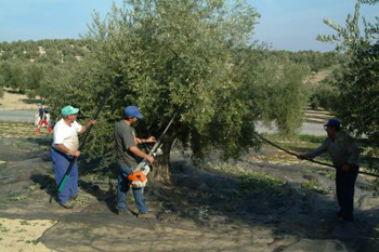 Zeytin Hasat